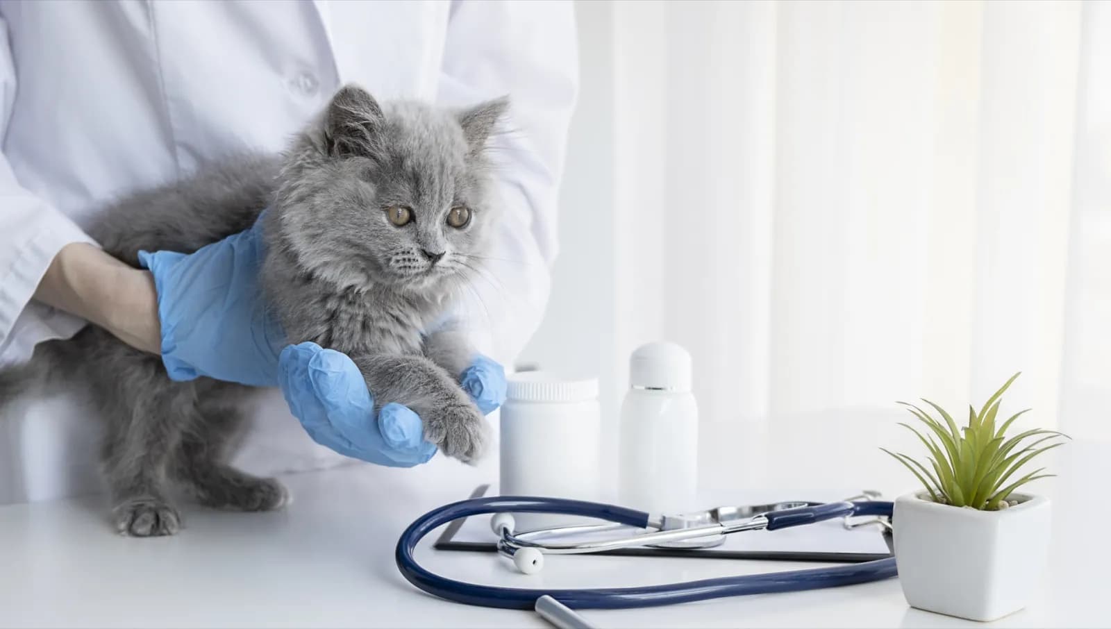 Pet Grooming & Vet